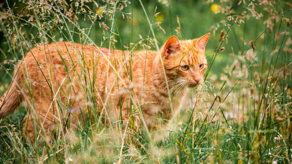 Algunos ambientalistas consideran que los gatos son responsables de la muerte de miles de millones de aves y mamíferos cada año. GETTY IMAGES