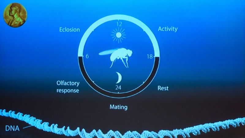 Los científicos descubrieron el mecanismo molecular del reloj biológico estudiando el fenómeno en la mosca de la fruta. (AFP/Getty Images).