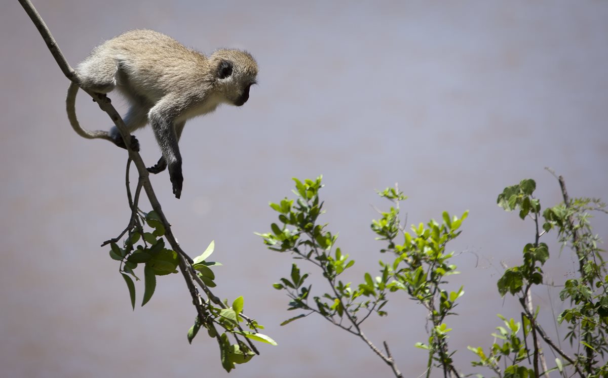 El mono cayó sobre un transformador clave en la central hidroeléctrica de Kenia. (Foto Prensa Libre: AP).