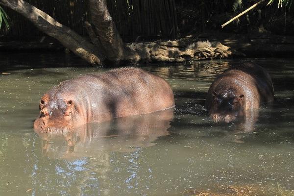 Este es un mamífero herbívoro oriundo de África y el   tercer animal terrestre de más peso, detrás del elefante y el rinoceronte blanco. Las crías nacen y son alimentadas en el agua.