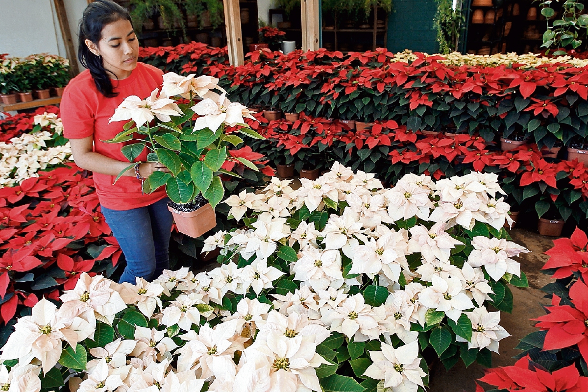 productoras de pascua navideña destinan la mayor parte de las flores al mercado local. (FOTO PRENSA LIBRE: Alvaro Interiano)