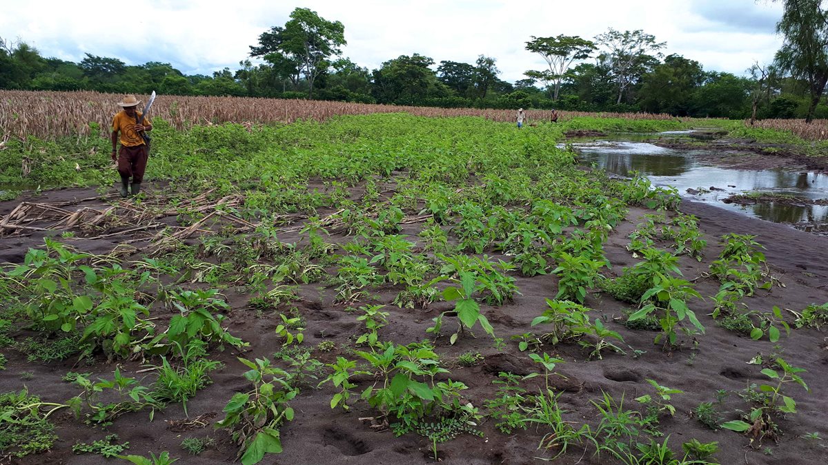 Agricultores de la comunidad agraria Santa Isabel, Retalhuleu, están preocupados por los daños en sus cultivos.(Foto Prensa Libre: Rolando Miranda)