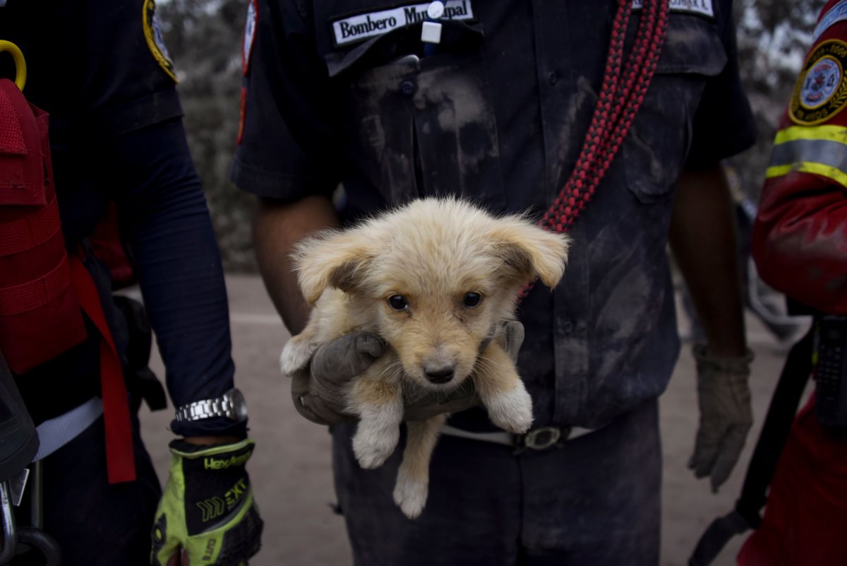 Cachorro rescatado por los cuerpos de socorro en San Miguel Los Lotes, Escuintla, lugar que resultó más afectado por la erupción del Volcán de Fuego. (Foto Prensa Libre, AFP).