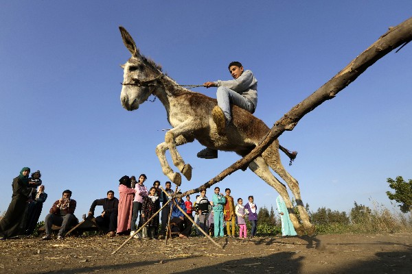 <span class="hps">Un agricultor</span> <span class="hps">monta su</span> <span class="hps">burro</span> <span class="hps">entrenado</span> <span class="hps">al saltar</span> en <span class="hps">Egipto. (Foto Prensa Libre: AP)