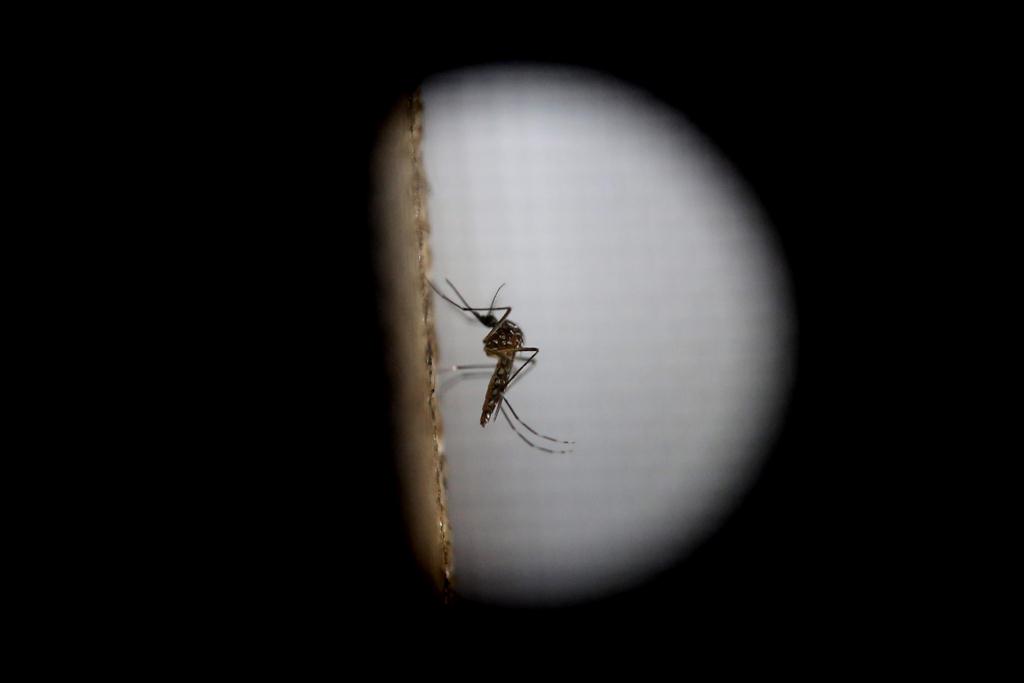 La OMC declaró alerta mundial ante el virus del zika. (Foto Prensa Libre: Hemeroteca PL)