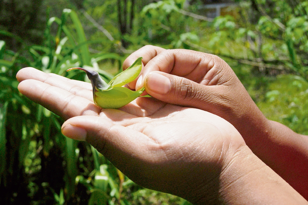 En el bosque nuboso se puede disfrutar de exhuberante flora y la  fauna. (Foto Prensa Libre: Carlos Grave)