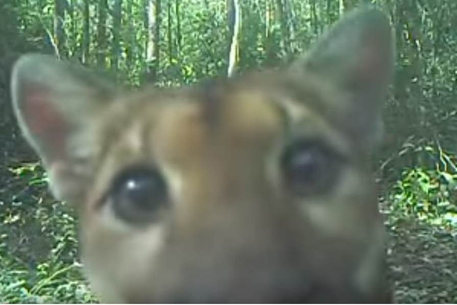 Puma filmado en la Sierra del Lacandón, en Petén, olfatea cámara durante grabación. (Foto Prensa Libre)