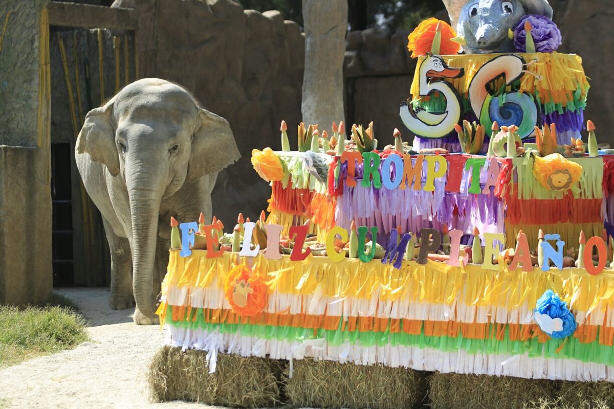 Con un pastel especial celebraron el 56 cumpleaños de Trompita. (Foto, Presa Libre: Carlos Hernández)