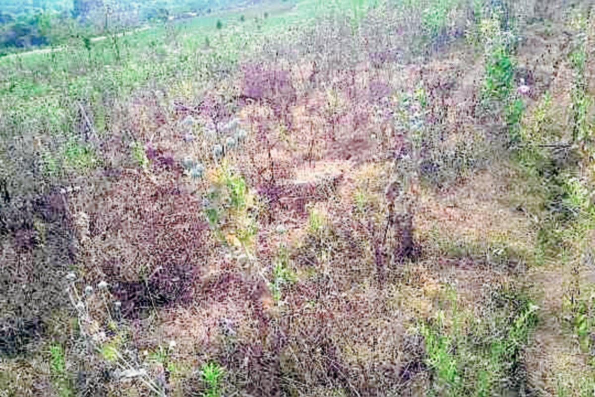 Una de las áreas donde fue destruida la amapola en Santiago Sacatepéquez. Sacatepéquez. (Foto Prensa Libre: PNC)