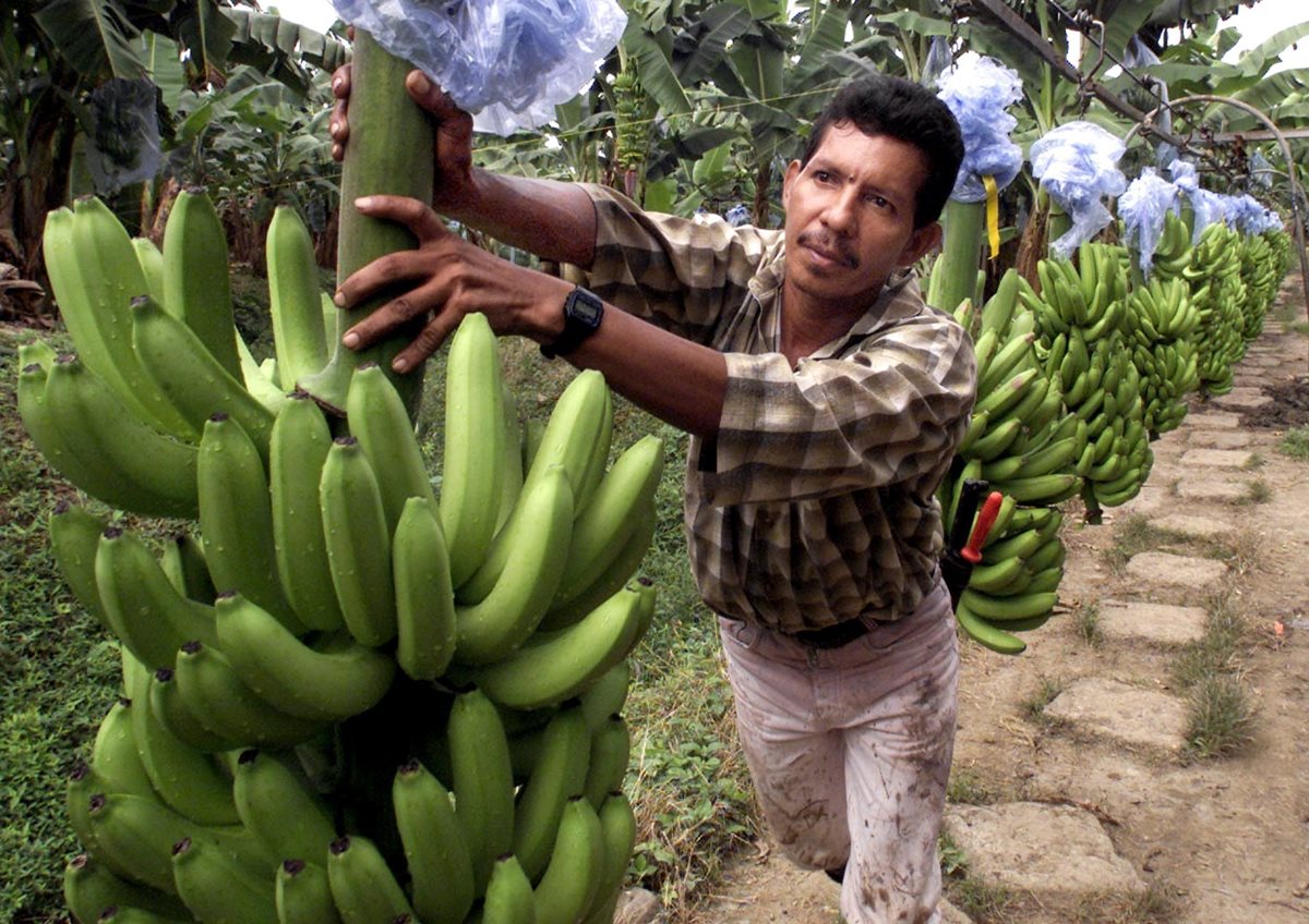 Las autoridades implementaron medidas cuarentenarias para la protección del banano, luego que se detectó un brote de una enfermedad que ataca al fruto. (Foto Prensa Libre: Hemeroteca PL)