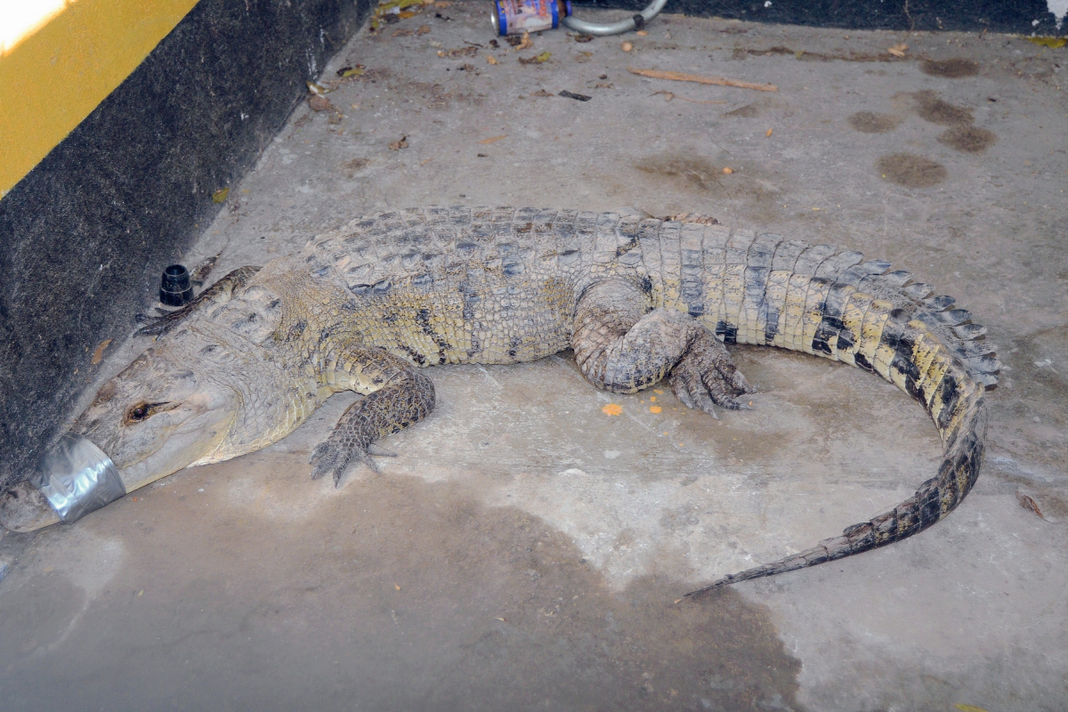 Cocodrilo que fue atrapado en Zacapa. (Foto Prensa Libre: Víctor Gómez)