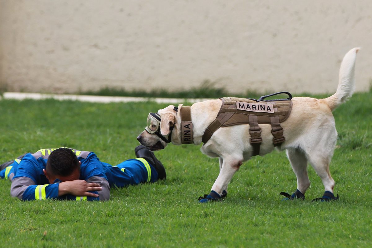 Frida, durante una demostración de sus ejercicios de rescate (Foto Prensa Libre: EFE).