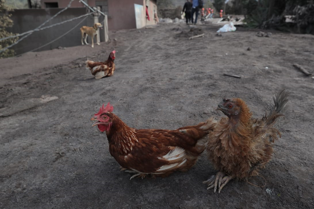 Aves, perros, gatos y otros animales fueron dejados a su suerte en las áreas afectadas por el Volcán de Fuego. Algunos fueron rescatados por socorristas y voluntarios.