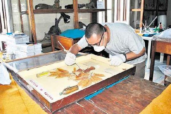 COLECCIÓN DE plantas disecadas, la cual fue donada en gran parte por el botánico Ulises Rojas, necesita mantenimiento y reorganización, cuidados que están a cargo de estudiantes de Arqueología.