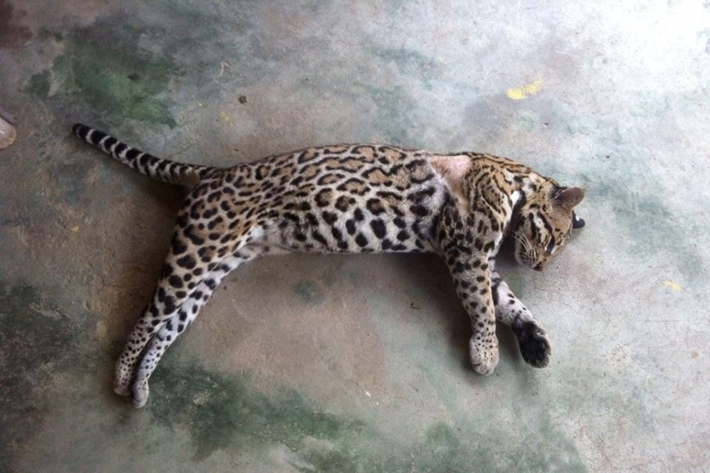 El ocelote fue localizado muerto en los alrededores del Biotopo Cerro Cahuí, en El Remante, Flores, Petén. (Foto Prensa Libre: Rigoberto Escobar)