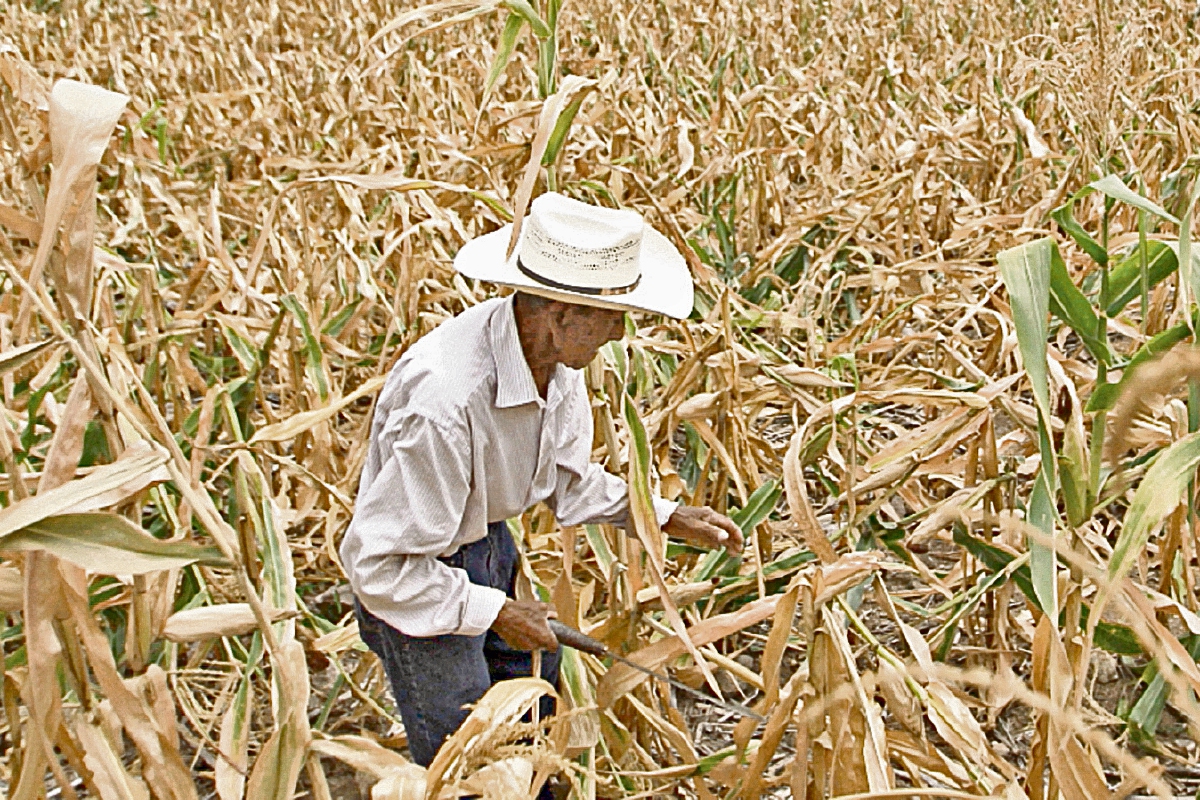 Campesino de la región oriental del país revisa su cultivo de maíz.