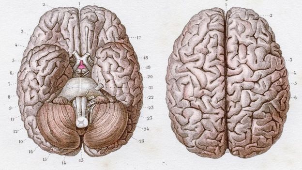 La corteza primaria del cerebro controla los movimientos. (THEPALMER)