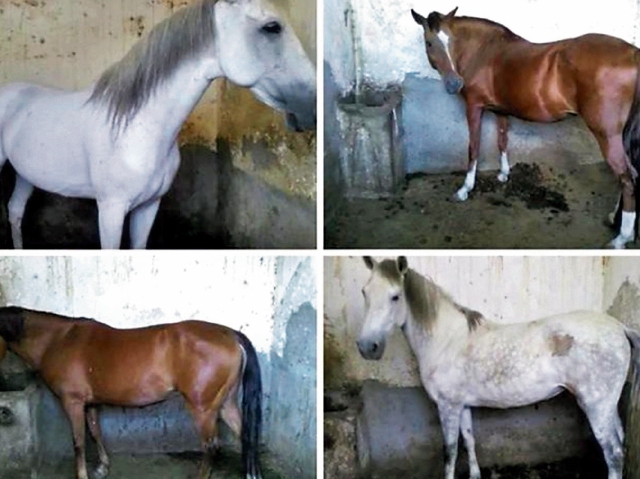 Tormenta, Combate, Tzunami, Troya y Espartaco eran algunos de los nombres con que el capitán nombraba a sus caballos. (Foto Prensa Libre: Hemeroteca PL)