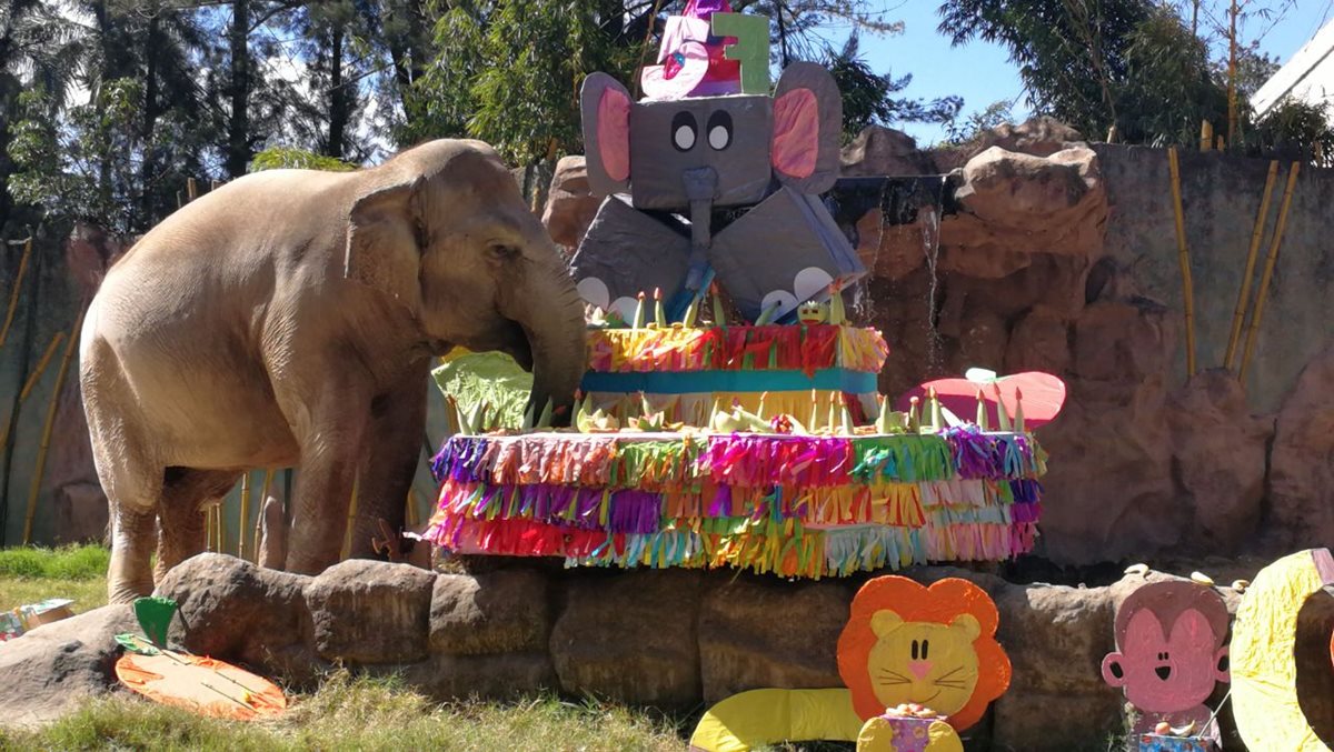 Trompita tiene un pastel para degustar durante varios días.(Foto Prensa Libre: Carlos Ovalle)