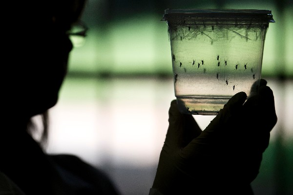 En un laboratorio tiene en observación <span>los mosquitos Aedes aegypti. (AFP).</span>
