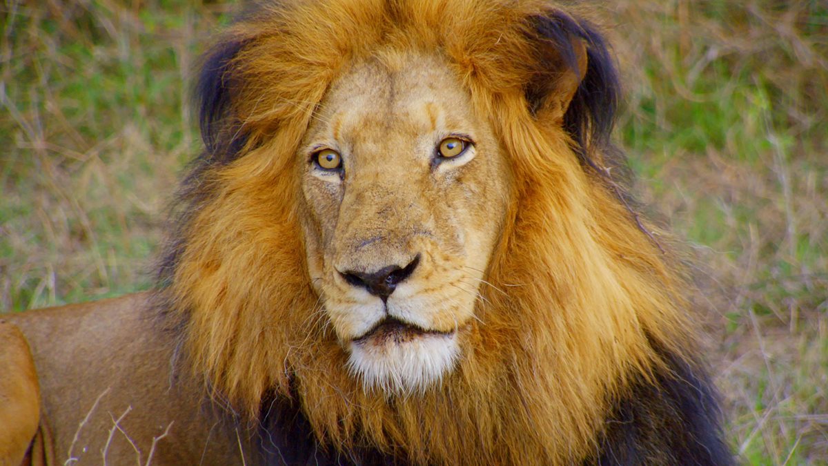 Imagen referencial. Las sospechas por la muerte de los leones apuntan a ganaderos locales. (Foto Prensa Libre: AP).