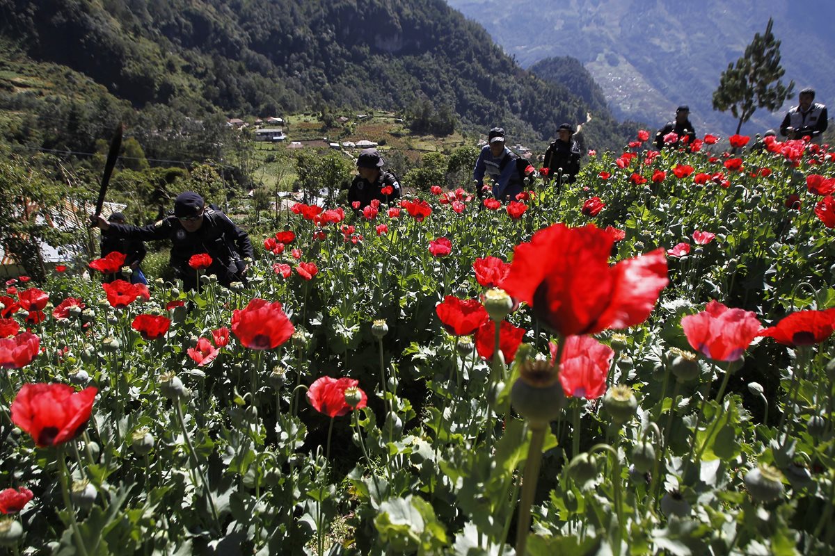 Fuerzas de seguridad erradican plantaciones de amapola en Tuninchun, Santa Isabel y Tuichan, en  San Marcos. (Foto Prensa Libre: Hemeroteca PL)