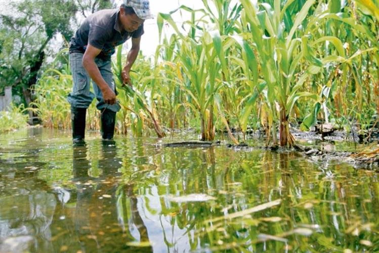 El exceso de agua en los cultivos puede propagar hongos y enfermedades en las plantas. (Foto Prensa Libre: Hemeroteca PL)