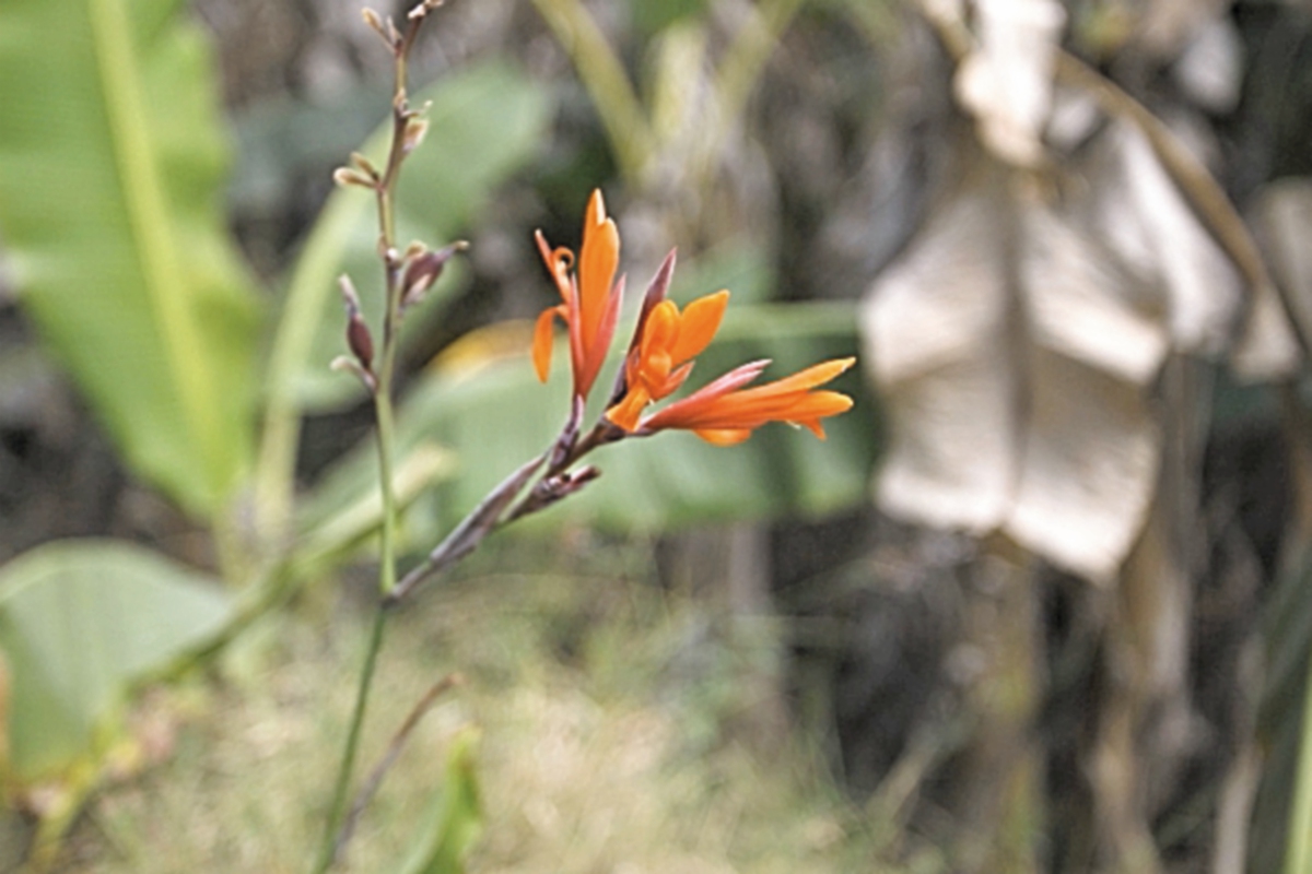 Las flores silvestres son parte del paisaje de Las Vegas.