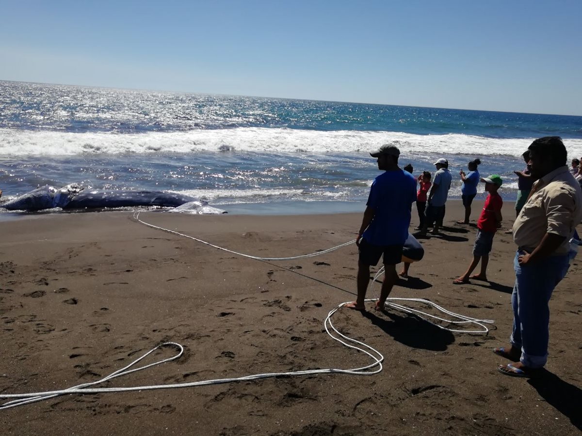 Vecinos observan la ballena localizada en Taxisco. (Foto Prensa Libre: Enrique Paredes).