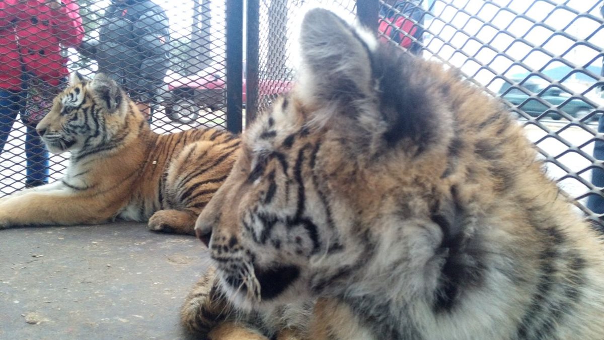 Luna y Altense son recibidos en el Zoológico Minerva, en Xela. (Foto Prensa Libre: María J. Longo)