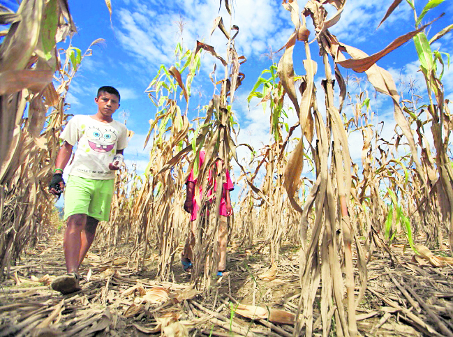 Grandes extensiones agrícolas se dañan al año en Guatemala, debido a los efectos del cambio climático. (Foto HemerotecaPL)