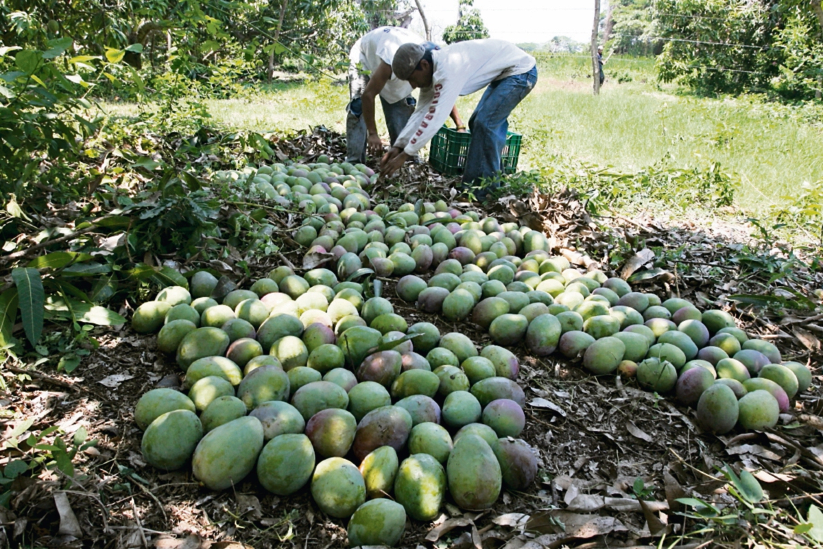 Según productores, la canícula del 2014 y bajos precios son las causas de la baja cosecha.