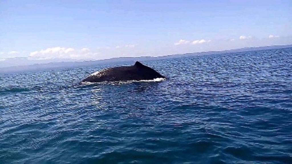 Ballena vista en la Bahía de Amatique, en Izabal. (Foto Prensa Libre: Santos Daniel Bo).