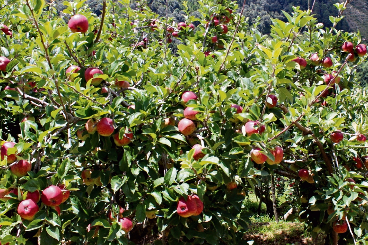 Productores de manzana muestran cosecha en áreas de Chichicastenango, donde se calculan pérdidas millonarias. (Foto Prensa Libre: Óscar Figueroa)