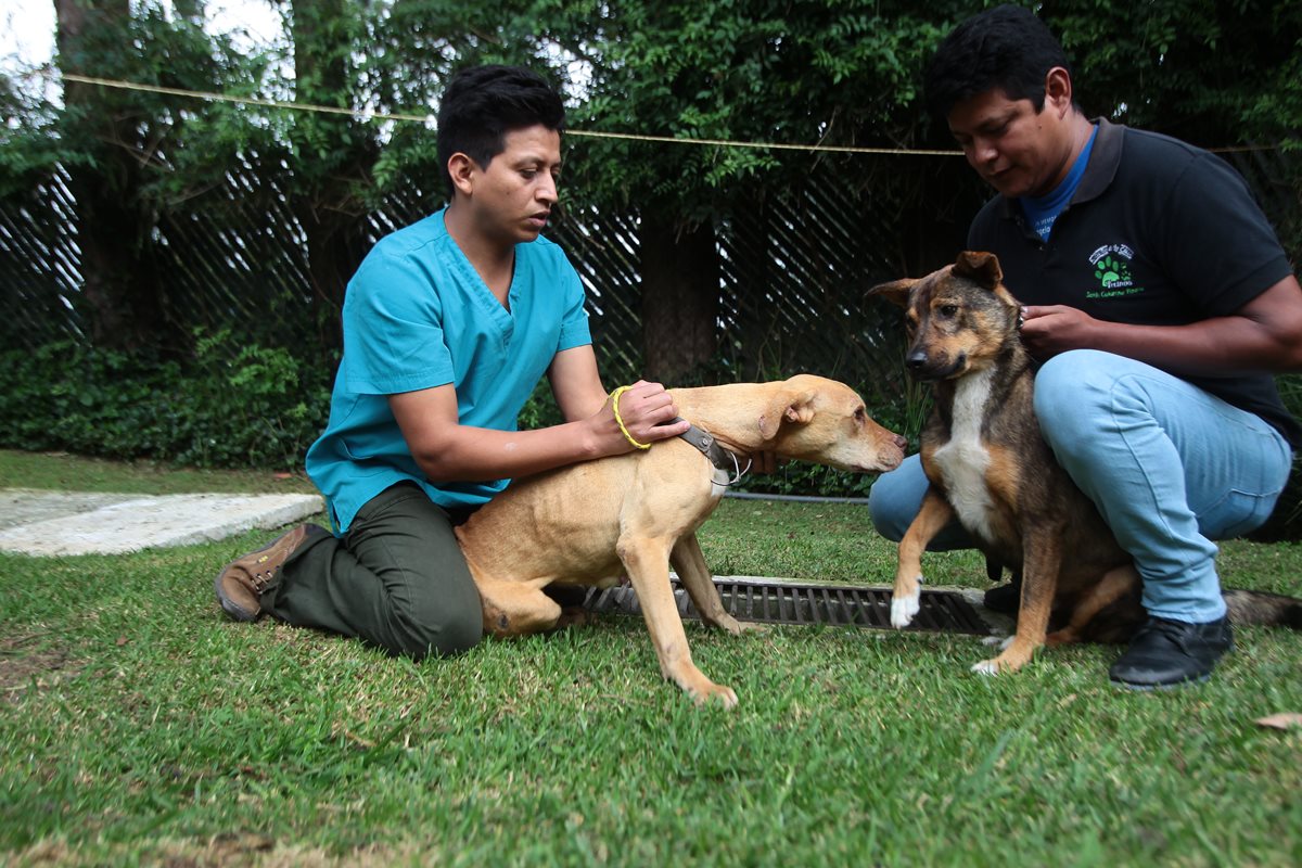 Carmencita se le acerca a Romeo durante una visita a la veterinaria donde se recupra (Foto Prensa Libre: Álvaro Interiano)