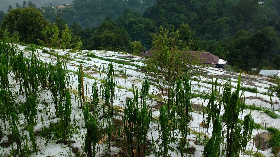 Según reportes, el granizo daño algunas áreas con cultivos en Tacaná. (Foto Prensa Libre: Carlos Barrios).