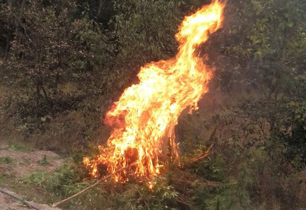 Parte de las matas de marihuana que fueron quemadas en Totonicapán. (Foto Prensa Libre: MP.