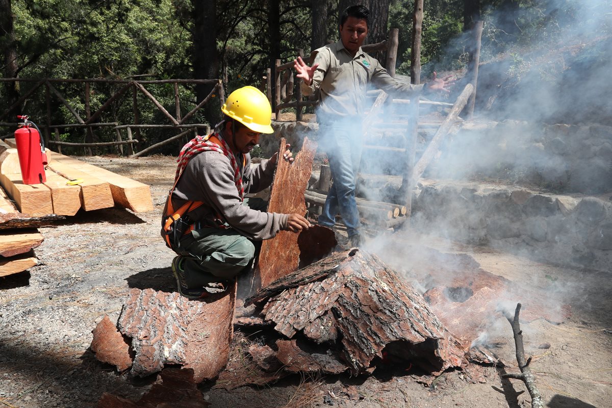 Para erradicar  la plaga de gorgojo de pino deben ser quemadas las cortezas de los árboles afectados, para asegurar el exterminio de huevos y larvas. El proceso lo hacen  expertos para evitar un incendio forestal.(Foto Prensa Libre: Óscar Felipe Quisque)