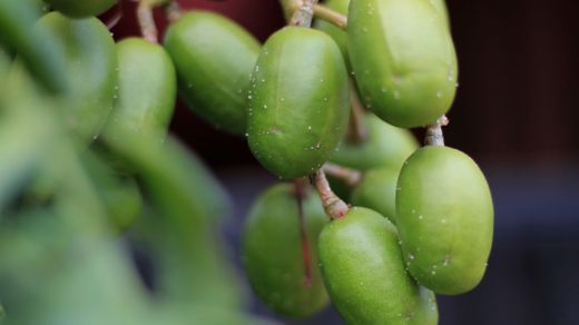 El CFF intenta transformar la ciruela del Pacífico o kedondong en una bebida efervescente, baja en azúcar y con un alto contenido de vitamina C. GETTY IMAGES