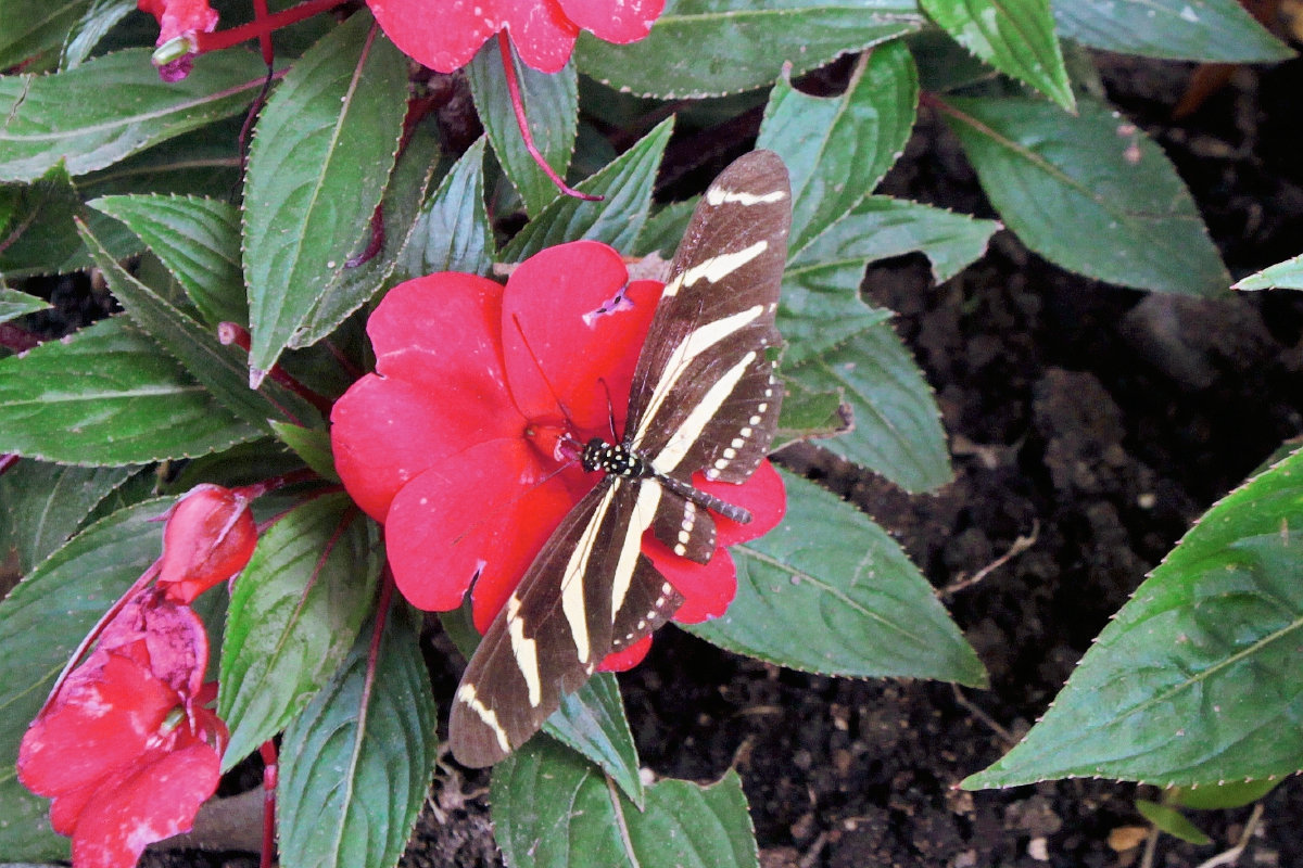 Una de las mariposas liberadas el martes, después de la conferencia de prensa, para presentar el primer mariposario abierto en la capital, en Museo Miraflores. (Foto Prensa Libre, Brenda Martínez)