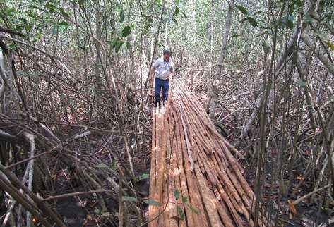 Delegado del Conap de Retalhuleu inspecciona  área del   Manchón Guamuchal, donde se detectó tala de bosque de mangle, en diciembre del 2018.