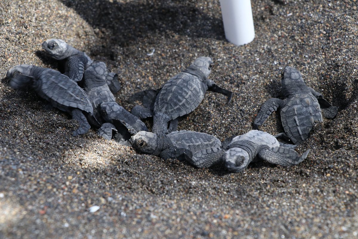 Algunas de las tortugas que son liberadas por el Tortugario El Banco, en Taxisco, Santa Rosa. (Foto Prensa Libre: Enrique Paredes).