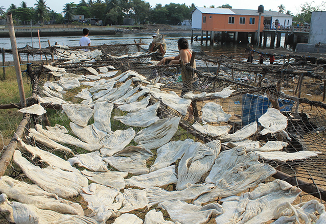 Tapescos hechos con troncos y mallas de pita se colocan en patios de las casas donde se seca el pescado en dos semanas. (Foto: Hemeroteca PL)