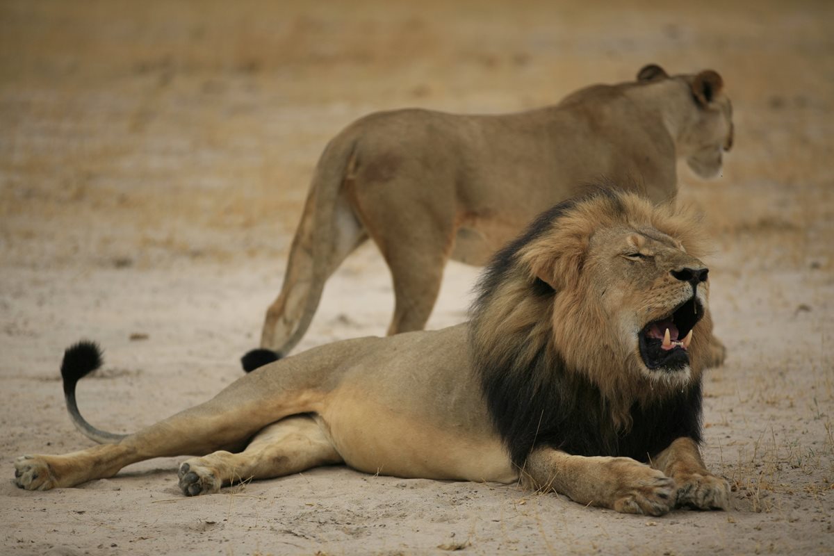 El estadounidense mató en julio pasado al emblemático león Cecil.(Foto Prensa Libre: AFP).