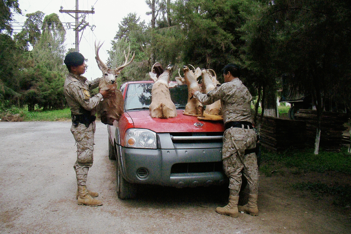 Agente de Diprona observa una de las cinco cabezas de venado decomisadas en El Tejar, Chimaltenango. (Foto Prensa Libre: Víctor Chamalé)