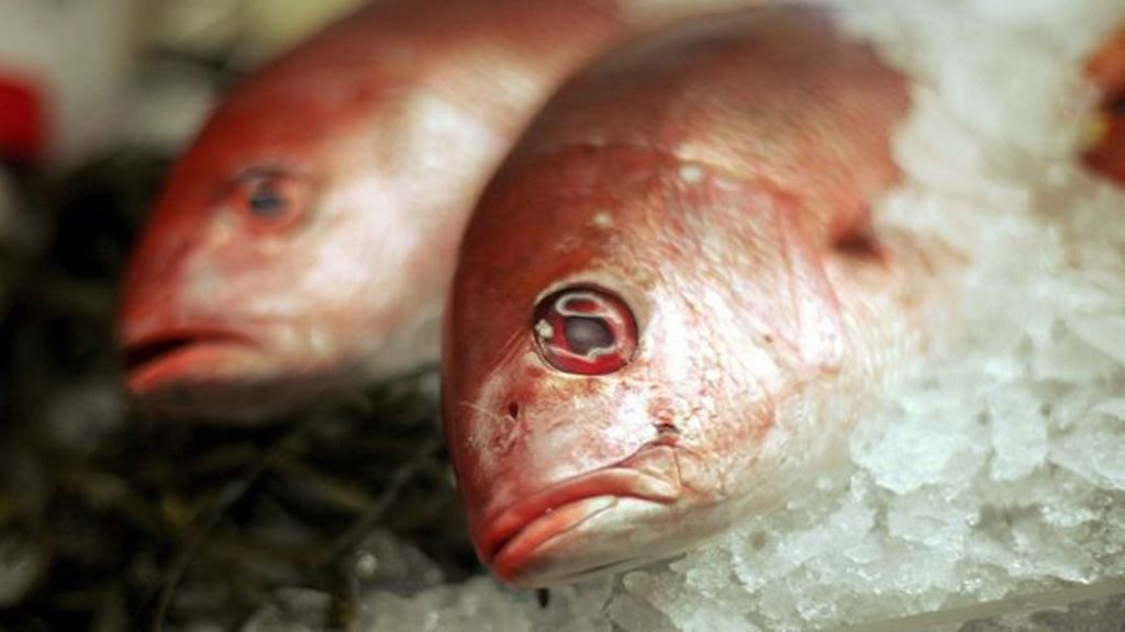 No todas las especies de peces contienen la misma cantidad de mercurio. (GETTY IMAGES)