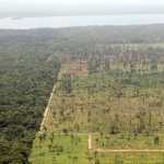 La tala de bosques no se ha detenido al 100% pese a los esfuerzos. Área deforestada en la reserva Punta de Manabique, Izabal. (Foto Prensa Libre: Hemeroteca PL)