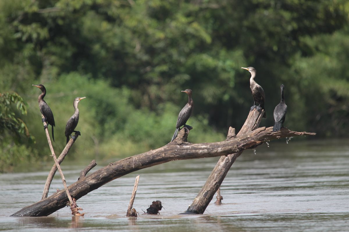 El Ministerio de Ambiente tuvo una reducción en el Presupuesto asignado para 2016. (Foto Prensa Libre: Hemeroteca PL)