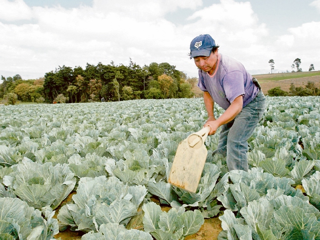 Las agencias de cooperación de EEUU., mantiene programas de apoyo a agricultores en el altiplano.