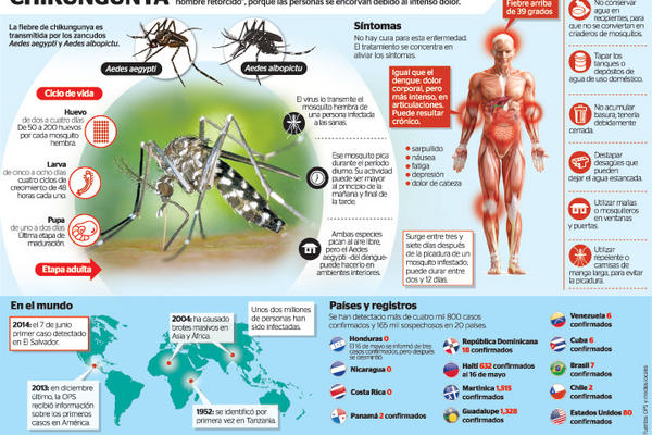 Virus chikungunya